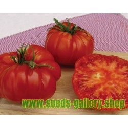 Beefsteak Tomato Seeds MORTGAGE LIFTER