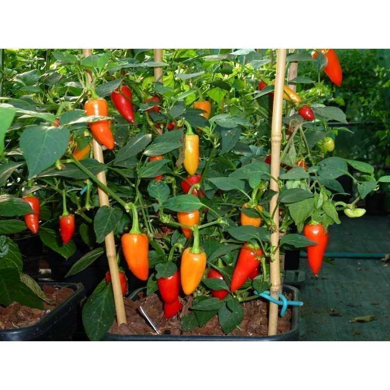 Hot Chilli Pepper Seeds SANTA FE GRANDE - GUERO | 1,55 €