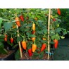 Hot Chilli Pepper Seeds SANTA FE GRANDE - GUERO | 1,55 €