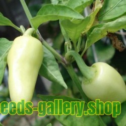 Hot Chilli Pepper Seeds CALORO (Capsicum annuum)