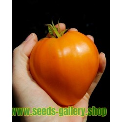 Orange strawberry-Orange viande tomate 10 graines