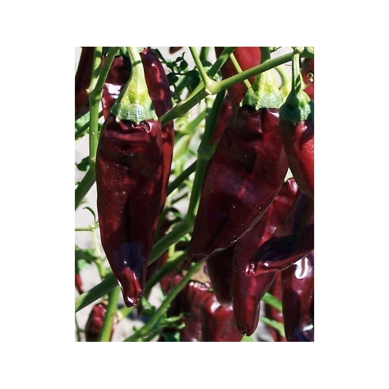 Price: €1.75 - Chilipeppar Fröer ONZA - Seeds Gallery - 2
