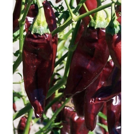 Price: €1.75 - Chilipeppar Fröer ONZA - Seeds Gallery - 2