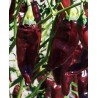 Price: €1.75 - Graines de Piments forts ONZA - Seeds Gallery - 2