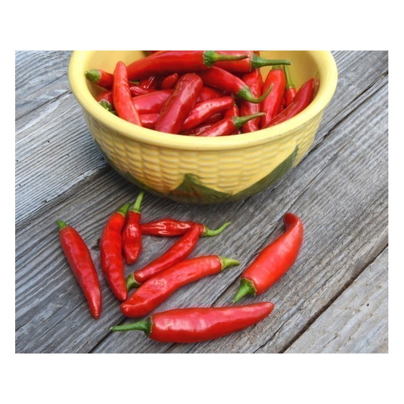 Price: €1.75 - Chilipeppar Fröer ONZA - Seeds Gallery - 3