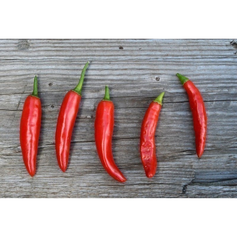 Price: €1.75 - Chilipeppar Fröer ONZA - Seeds Gallery - 1