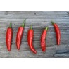 Price: €1.75 - Chilipeppar Fröer ONZA - Seeds Gallery - 1