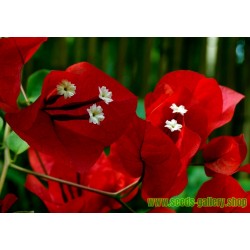 Sementes De Flores Bougainvillea Violeta e Vermelho