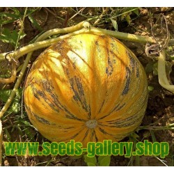 Ελαιούχων σπόρων κολοκύθας - Γυμνή Σπόροι κολοκύθας Σπόροι