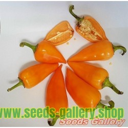 Orange Pyramid Chili Seeds (Capsicum annuum)