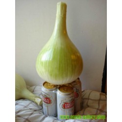 The Kelsae Giant Onion Seeds