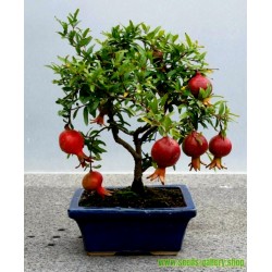 Dwarf Pomegranate Punica granatum Nana SAFLAX Bonsai 50 Seeds