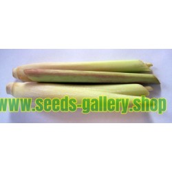 Semillas de pasto de Limón (Cymbopogon citratus)