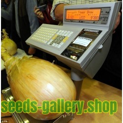 The Kelsae Giant Onion Seeds