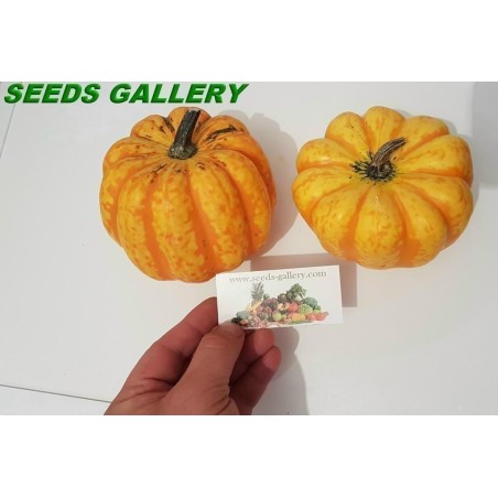 FESTIVAL Squash Seeds