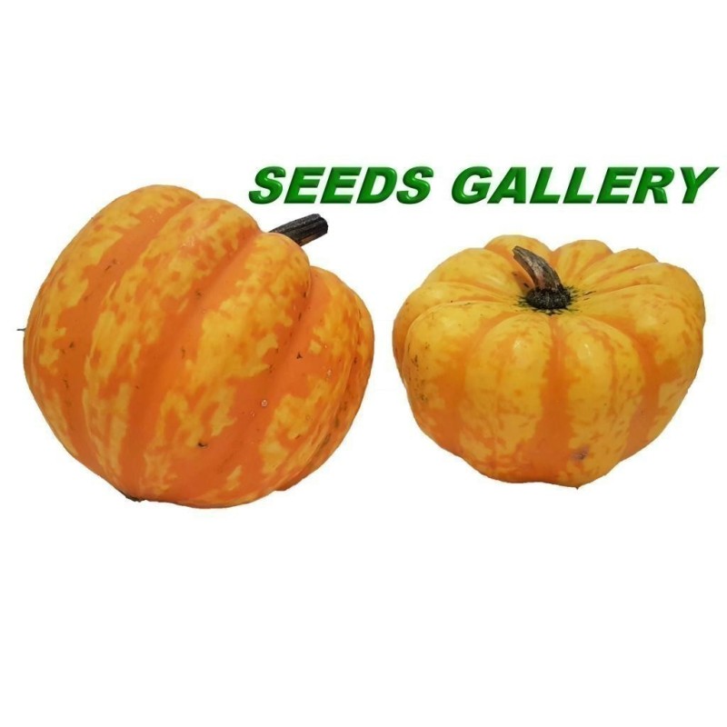 FESTIVAL Squash Seeds