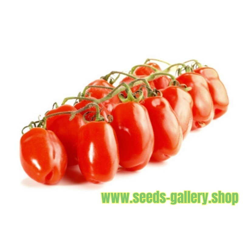 Sementes de tomate DONATELLA BIO