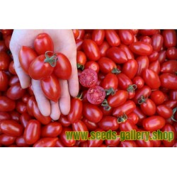 Ντομάτα σπόροι DONATELLA BIO