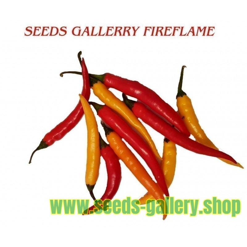 Chili Seeds FIREFLAME