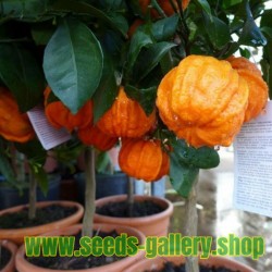 Semillas de KIKU-DAIDAI naranja (Citrus canaliculata)