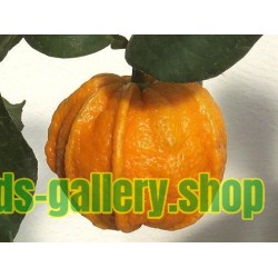 Graines de KIKU-DAIDAI Orange (Citrus Canaliculata)