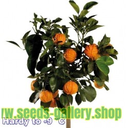 KIKU-DAIDAI Orange Seeds (Citrus canaliculata)