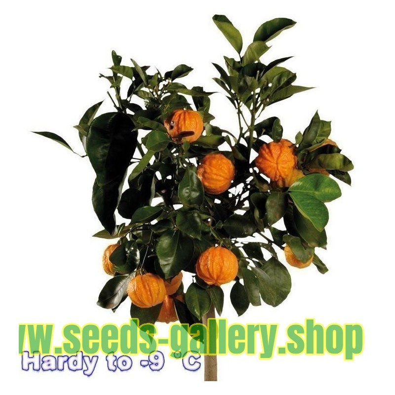 Semillas de KIKU-DAIDAI naranja (Citrus canaliculata)