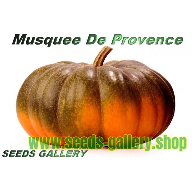 Sementes de Abóbora Musquée de Provence ou Moscata de Provenza