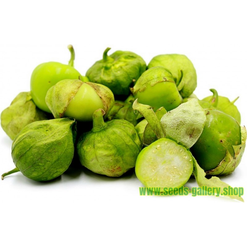 PUNJAB ROUND VERRY BIG TYPES GUAVA SEEDS FS 5566 SO SWEET TROPICAL FRUITS