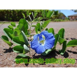 Butterfly Pea, Blue Pea Vine Seeds