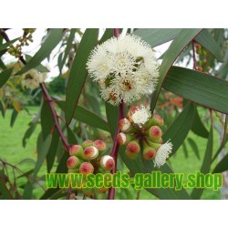 Snöeukalyptus Frö −23 °C (Eucalyptus pauciflora)