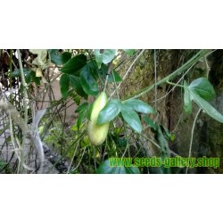 Banana Passionfruit Seeds - Curuba