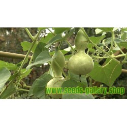 Bottle Gourd Seeds (Lagenaria siceraria)