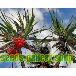 Tahitian Screwpine Seeds (Pandanus tectorius)