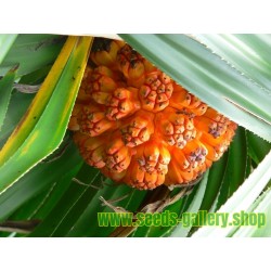 Tahitian Screwpine Seeds (Pandanus tectorius)