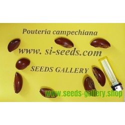 Canistel Samen (Pouteria campechiana)