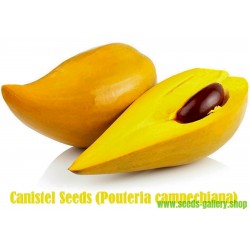 Σπόροι Φρούτα αυγών, Canistel, η κίτρινη Sapote