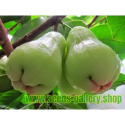 Javaäpple Frön (Syzygium samarangense)