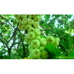 Semillas de Manzana de Java