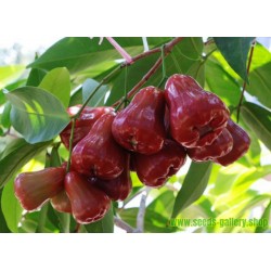 Semillas de Manzana de Java