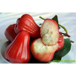 Σπόροι Συζύγιο - Μήλο της Ιάβας