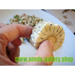 Köstliche Fensterblatt Samen (Monstera deliciosa)