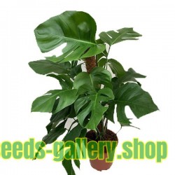 Swiss Cheese Plant Seeds (Monstera deliciosa)
