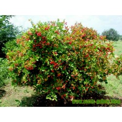 Sementes Fruta Exótica Karanda (Carissa Carandas)