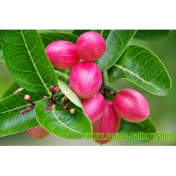 carissa carandas Organic Grown Plants Freeship 10 Seeds Miracle Fruit