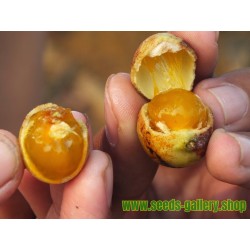 Malay lac Tree Seeds, Ceylon Oak (Schleichera oleosa)