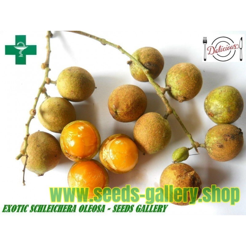 Malay lac Tree Seeds, Ceylon Oak (Schleichera oleosa)