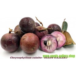 Graines Pomme de Lait Caïmite Emeraude (Chrysophyllum cainito)
