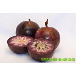 Σπόροι Μήλο αστέρι (Chrysophyllum Cainito)