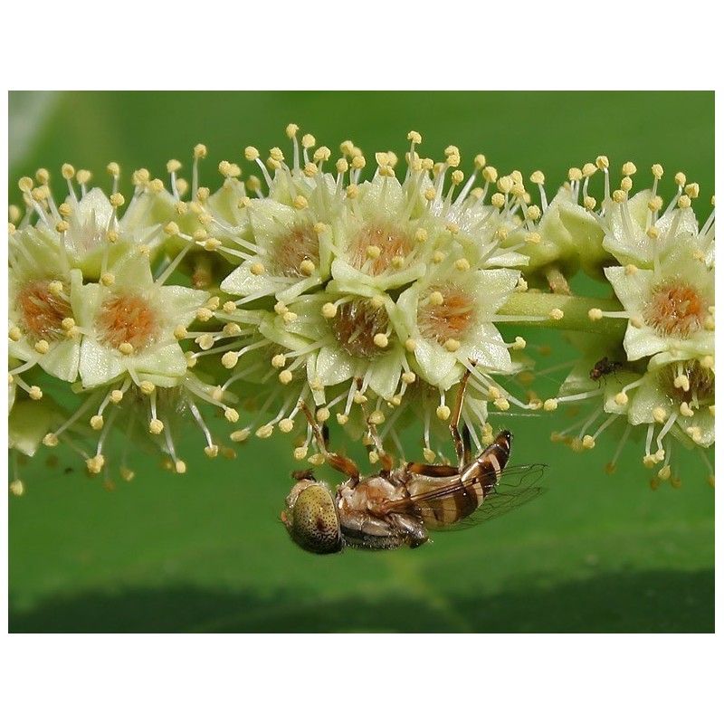 Graines de Cadou, Myrobalan Noir (Terminalia chebula) | 4,95 €